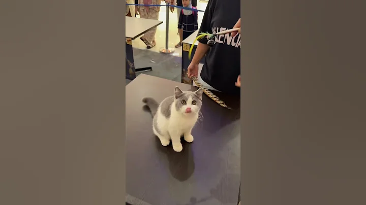 Video 5961621: kucing british shorthair blue
