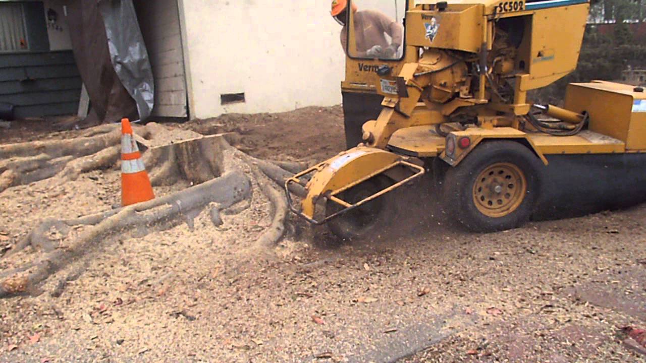 Stump Grinder at work YouTube