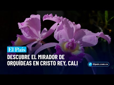 Así es el Mirador de Orquídeas en Cristo Rey, una joya de Cali | El País Cali