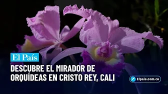This is the Orchid Lookout in Cristo Rey, a gem of Cali | El País Cali