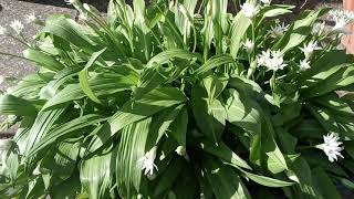 Growing wild garlic (ramsons) in ...
