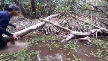AKSI TANGAN DEWA !!! BERBURU IKAN DI SUNGAI RAWA,SAAT MUSIM KEMARAU MELANDA