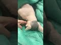 耳掃除がどうしても嫌なほたて