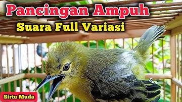 Pancingan Sirtu Cipoh FULL VARIASI ampuh merangsang sirpu lain ikut gacor. sirtu muda fighter