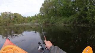 The Bass That Almost Got Away