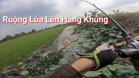 Câu Cá Lóc Tại Ruộng Lúa Lên Hàng Khủng Snakehead fishing