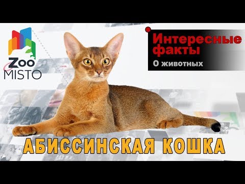 Абиссинская кошка Интересные факты о породе | Кошка породы абиссинская кошка