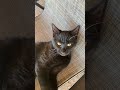 #youtubeshorts #memes #funny #viral #cat #fun #edit
