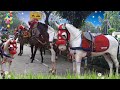 Naik Kuda Pangkalan BKT - Horse - Kuda - Kuda Delman - Lagu Naik Delman Istimewa Remix Terbaru
