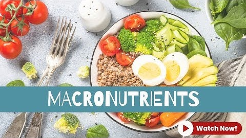 Macronutrients Explained | Carbs, Proteins & Fats Made Simple 
