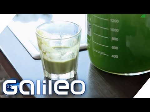 Video: Warum Ist Algen Nützlich?