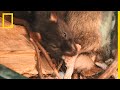 Le cannibalisme chez les rats une ralit