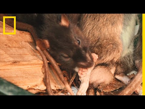 Vidéo: Est-ce que la mort aux rats tuera les écureuils au Royaume-Uni ?