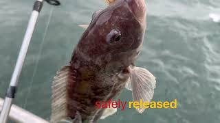 MY 8 POUNDER ON CAPTAIN AL