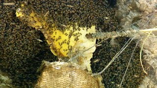 Extreme Cliffside Honey Harvesting | Honey Hunting In Nepal | Earth Unplugged by BBC Earth Unplugged 58,151 views 4 years ago 4 minutes, 10 seconds