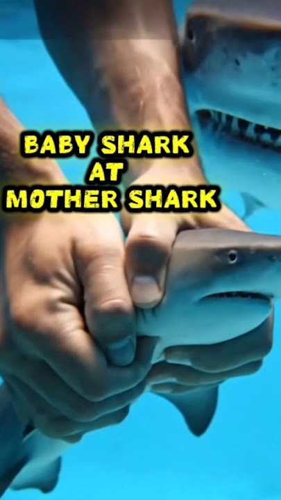 BABY SHARK AT MOTHER SHARK #fypviralシ #fypyoutube #fypviral #sharks #sharkattack #shark