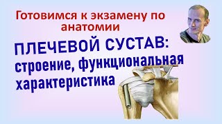 Плечевой сустав: связки строение. Мышцы, приводящие сустав в движение и их иннервация