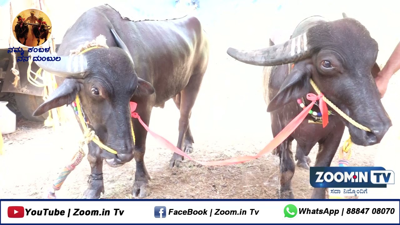 IRUVAIL PANILA || SPECIAL STORY NAMMA KAMBLA NANA DUMBULA|| ZOOM.IN TV