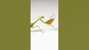 Praying mantis style part 2. #animals #action #fight