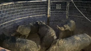 Literally Tons of wild hog action (wild boar fight)