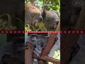 Koala and Marsupial Characteristics