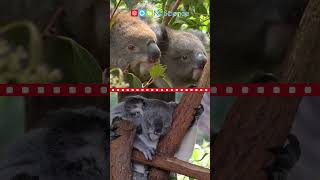 Koalas #shorts #ngscience
#shorts #koalas #mammals #ngscience @ngsci@ngscience
https://ngscience.com
Koalas are special mammals native to Australia.
Like all mammals, they are warm-blooded and have fur.
Mother koalas nurse their babies, called joeys, with milk.
Koalas spend most of their life in eucalyptus trees, where they munch on leaves, sleep, and relax.
Koalas belong to a group of mammals known as marsupials, which means they carry their tiny joeys in a pouch. Kangaroos are another group of marsupials
Unlike many other animals, koalas are quite slow and can sleep up to 20 hours a day because their diet of eucalyptus leaves provides very little energy.
But when they move, they do so with care, crawling slowly among the tree branches.
Koalas are also excellent climbers. They use their strong limbs and sharp claws to grip tightly onto the bark, easily moving through the treetops despite their sleepy nature. Koalas #shorts #ngscience