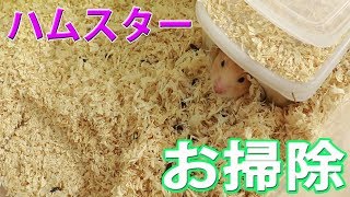 キンクマハムスターの寒くなる前のお掃除　　　　前編