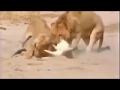 Lion vs Crocodile vs Jaguar