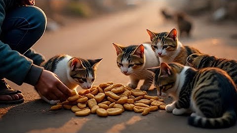 Just Feeding Stray Cats… But This Hit Different