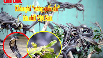 Khám phá trại rắn lớn nhất Việt Nam | Trại rắn Đồng Tâm | Báo Tin tức