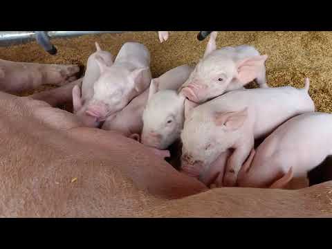 piglets breastfeeding(10day old)