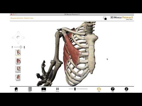 Scapulothoracic Joint - 3D Anatomy Tutorial