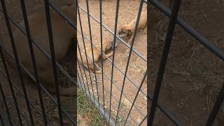 Apbt Puppies 8 Weeks Playing Around