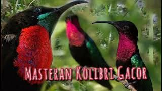 Masteran Kolibri Gacor !!! 🔥 Langsung Nembak Pedas #kolibri #burungkecil