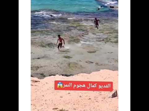 هجوم نمر على المصيفين فى الهند