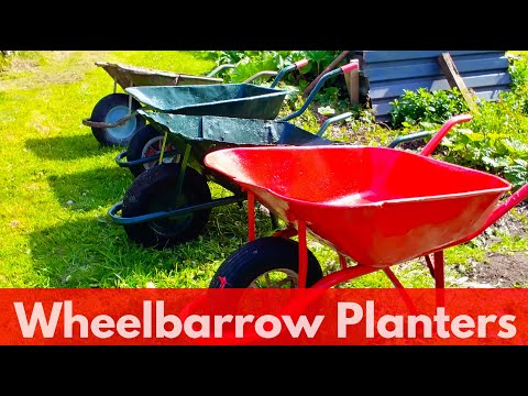 How to make planters from old rusty wheelbarrows.
