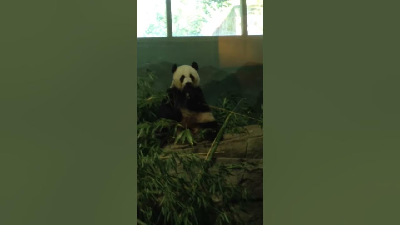 *Gasp* OMG... A Panda! - YouTube