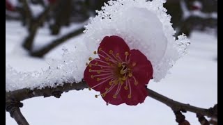 Sakura Dreaming