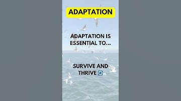 From chaos to resilience: How adaptation can transform your life.