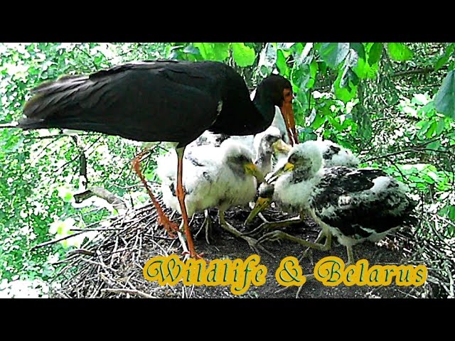 Черный аист кормит птенцов - Black Stork Feeds The Chicks - wildlife