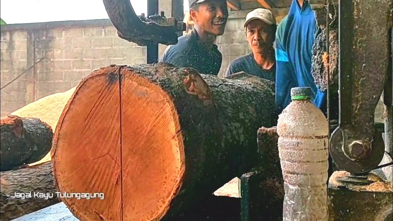 Hard work,,!! Cutting Durian Wood Best Quality Stick Material.. YouTube