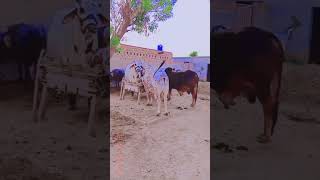 🐪🐏🐂🐑sunnat hai🐃🐂🐏🐪 Ibrahim🐂🐑🐏🐪