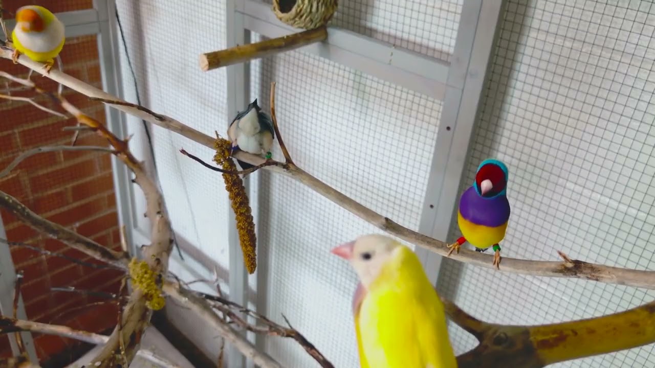 Virtual Bird Watch 05 - Gouldian Finches to relax the mind  ASMR