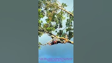 Tree Trimming: Worker Suspended to Cut Branches