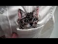 猫 シャツ ブラウス 白シャツ コットンシャツ 長袖 ねこ 刺繍 ワイシャツ レディース トップス 通勤 オフィス 冬新作 2017秋冬
