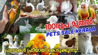 ?30 Pigeon Free ?Cat?dogs?Exotic Birds?Connur Sale Kerala?Pravu Valarthal?Pets Sale kerala?birds f