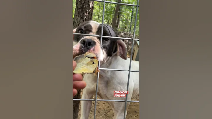 It’s not a secret!! It works!! #americanbulldog #bjbd #bulldog #raw #dogfood