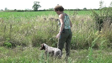 Training a German Shorthaired Pointer to retrieve across obstacles