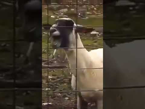 صوت خروف للمونتاج Shorts Amazing Grimz Shorts