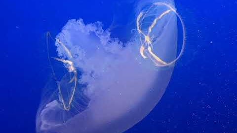 Premiere Pro Assignment #1- create a PSA